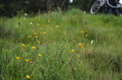 Adesmia papposa