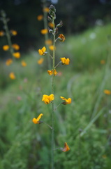 Adesmia papposa