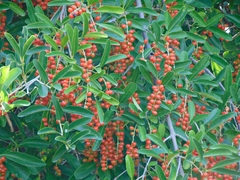 Citharexylum montevidense