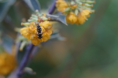 Allograpta hortensis