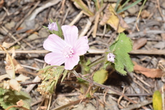 Malva hispanica