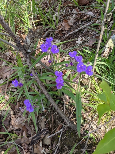 Image of Tradescantia hirsuticaulis by (c) Goforth, some rights reserved (CC BY)