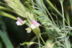 Lathyrus clymenum
