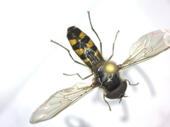 Meliscaeva auricollis