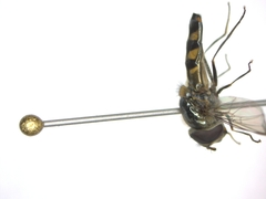 Meliscaeva auricollis