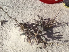 Abronia angustifolia