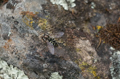 Austroscaeva melanostoma