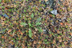 Lepidium tenuicaule