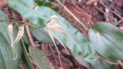 Pleurothallis phalangifera