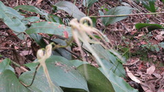 Pleurothallis phalangifera