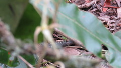Pleurothallis phalangifera