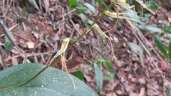 Pleurothallis phalangifera
