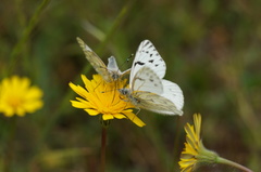 Tatochila mercedis mercedis
