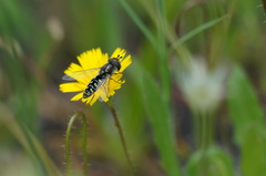 Austroscaeva melanostoma
