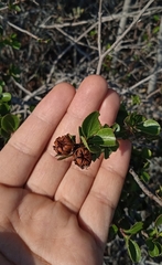 Lindleya mespiloides