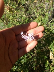 Junellia crithmifolia