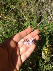 Junellia crithmifolia