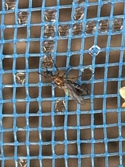 Dilophus tibialis breviceps