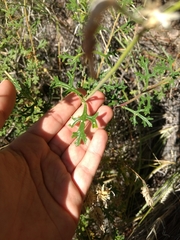 Junellia crithmifolia