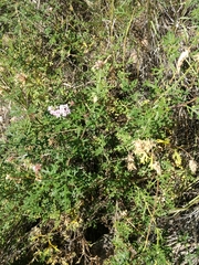 Junellia crithmifolia