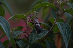 Sphaenognathus feisthamelii