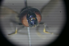 Chrysogaster solstitialis