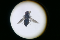 Chrysogaster solstitialis