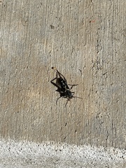 Neoclytus conjunctus