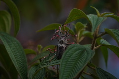 Sphaenognathus feisthamelii