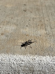 Neoclytus conjunctus