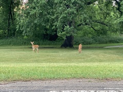 Odocoileus virginianus