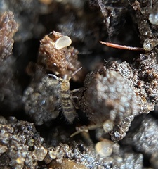 Orchesella hexfasciata