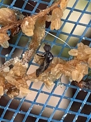 Dilophus tibialis breviceps