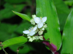 Tradescantieae