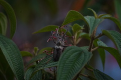 Sphaenognathus feisthamelii