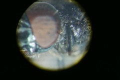 Chrysogaster cemiteriorum