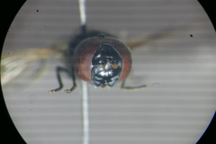 Chrysogaster cemiteriorum