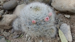 Mammillaria glassii