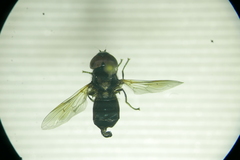 Chrysogaster cemiteriorum