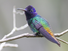 Chrysuronia oenone