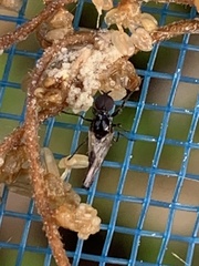 Dilophus tibialis breviceps