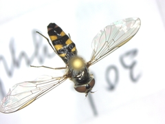 Meliscaeva auricollis