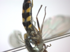 Meliscaeva auricollis