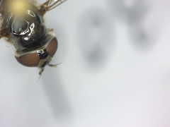 Meliscaeva auricollis