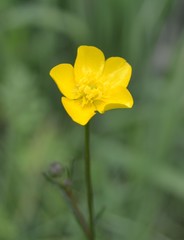 Ranunculus paludosus