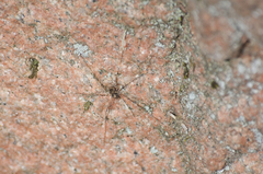 Platybunus pinetorum