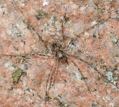 Platybunus pinetorum