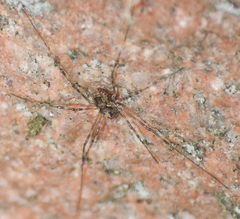 Platybunus pinetorum