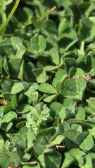 Trifolium subterraneum