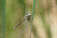 Gomphomacromia paradoxa